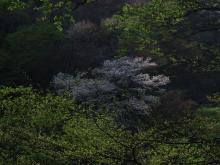 山桜